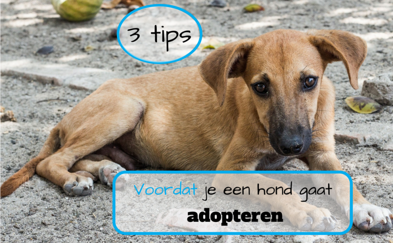 3 tips voordat je een hond gaat adopteren