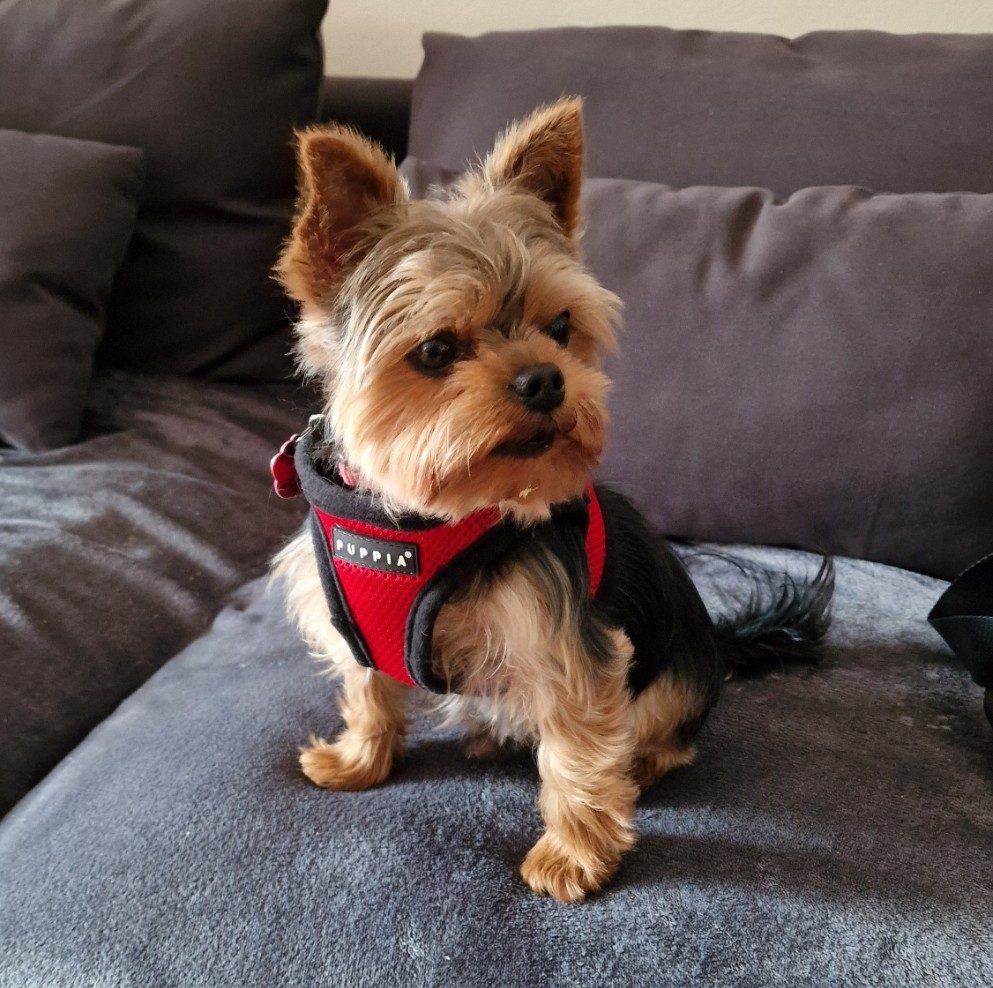 Overmatig blaffen - Hondentraining hondentraining aan huis | Support 4 Dogs