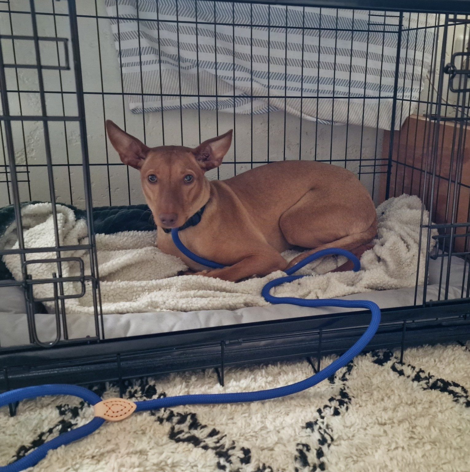 Verlatingsangst training hondentraining aan huis | Support 4 Dogs
