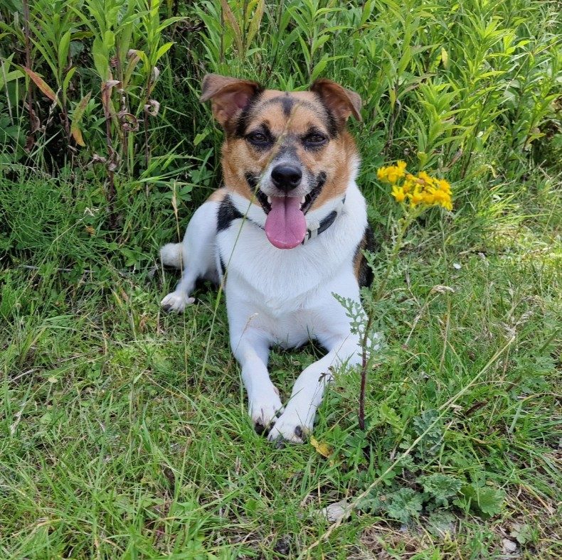 Bange hond training hondentraining aan huis | Support 4 Dogs