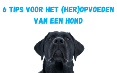 Blog | Support 4 Dogs Mijn 6 Beste Tips Voor Het (Her)Opvoeden Van Een Hond