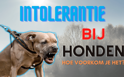 Intolerantie Bij Honden