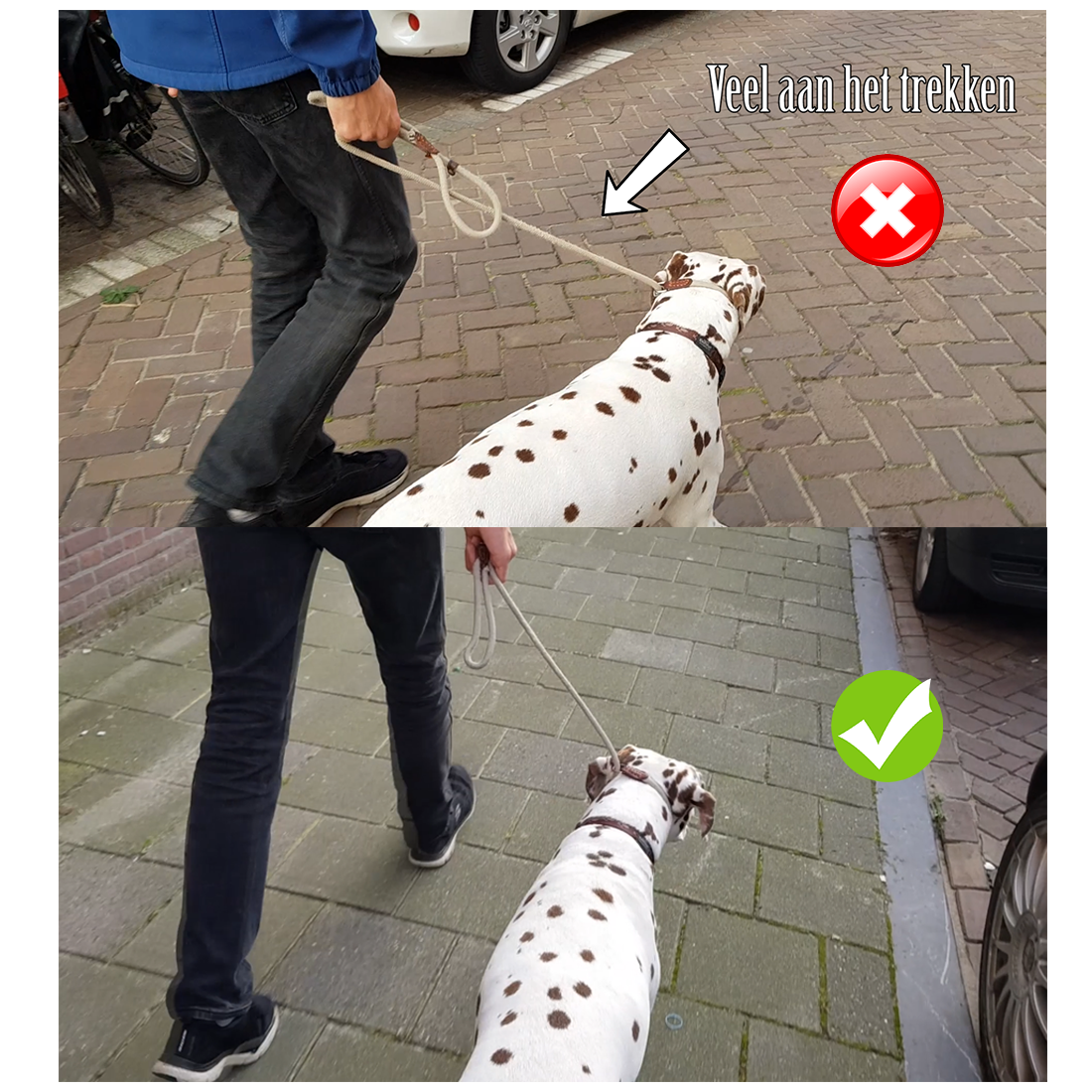 Online Honden Opvoedingscursus - Riem positionering