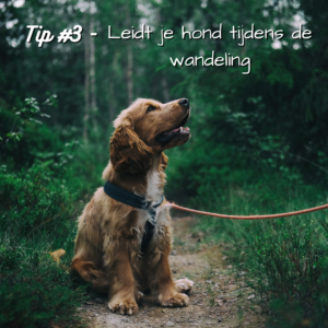 Tip #3 - Leidt je hond tijdens de wandeling