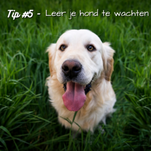 Tip #5 - Leer je hond te wachten